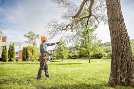 Tree and Shrub Care in Bevil Oaks, TX