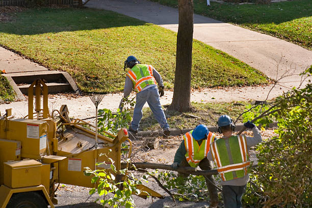 Trusted Bevil Oaks, TX Tree Care Services Experts