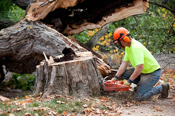 Lawn Pest Prevention in Bevil Oaks, TX